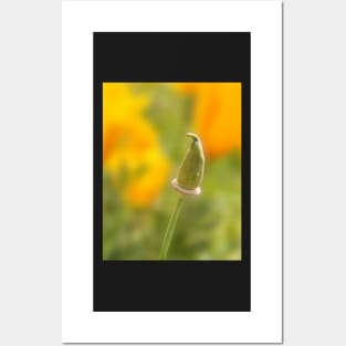 California Poppy Bud Posters and Art